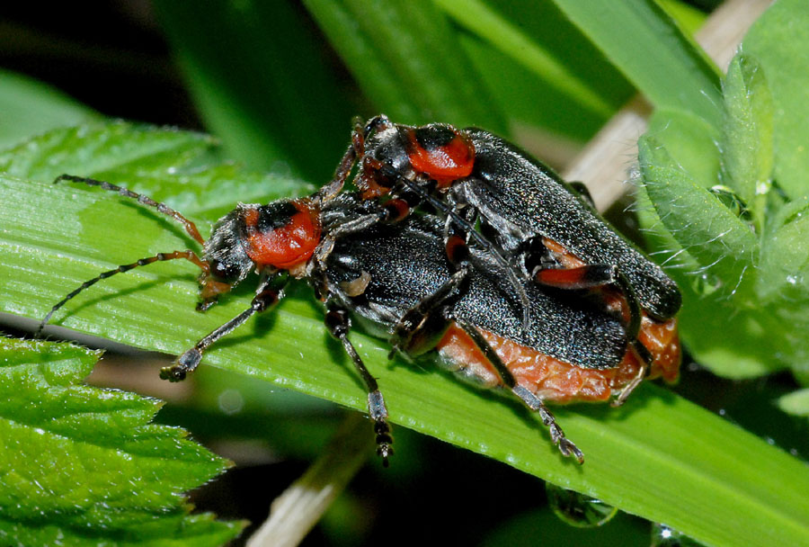 Cantharidae:   Cantharis rustica
